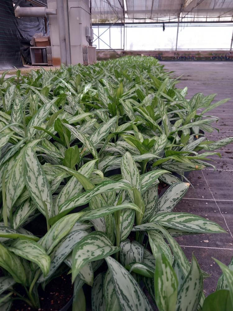 AGLAONEMA S. QUEEN 3P CP17