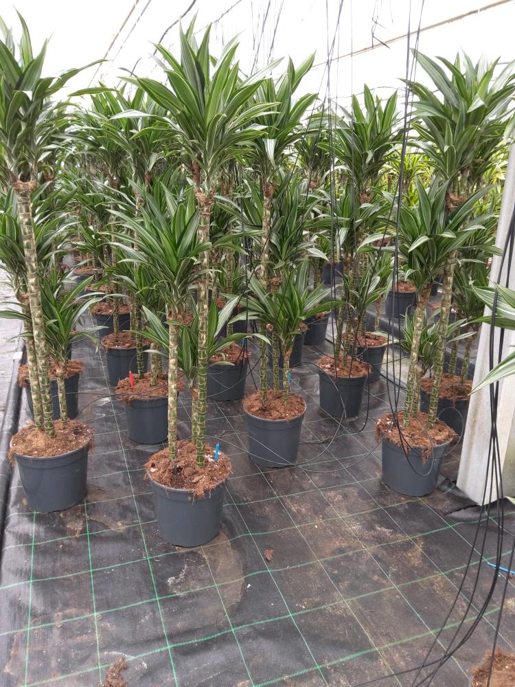 DRACAENA ULISES H90/60/30 VP24
