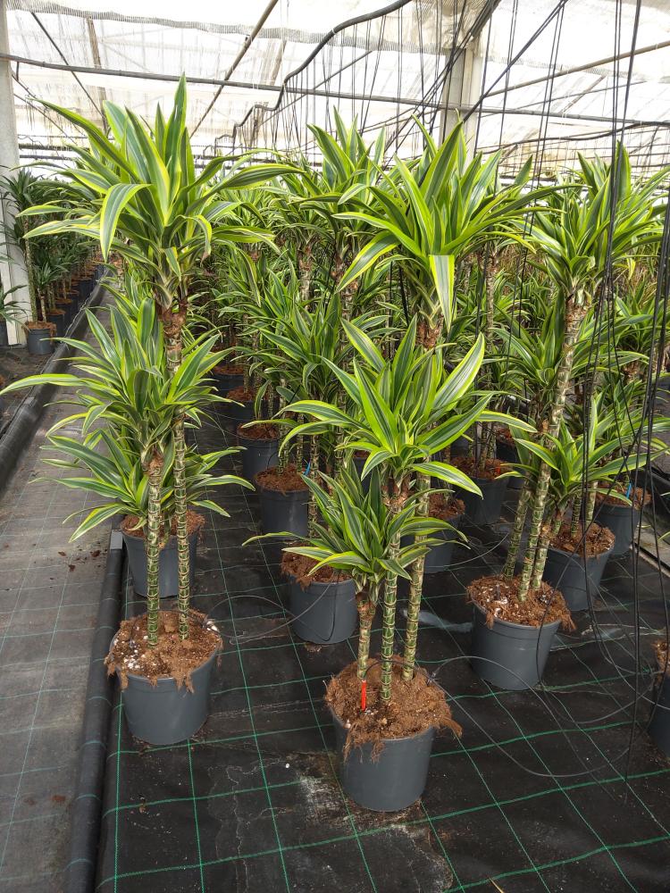 DRACAENA LEMON H90/60/30 VP24