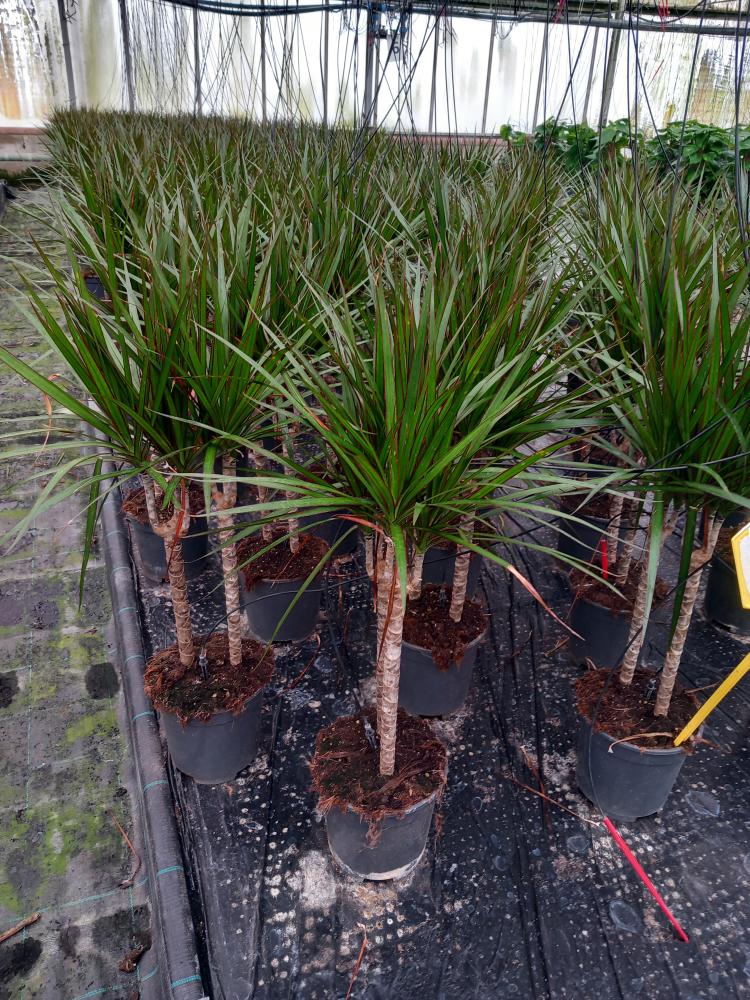 DRACAENA MARG. H30/15 VP17