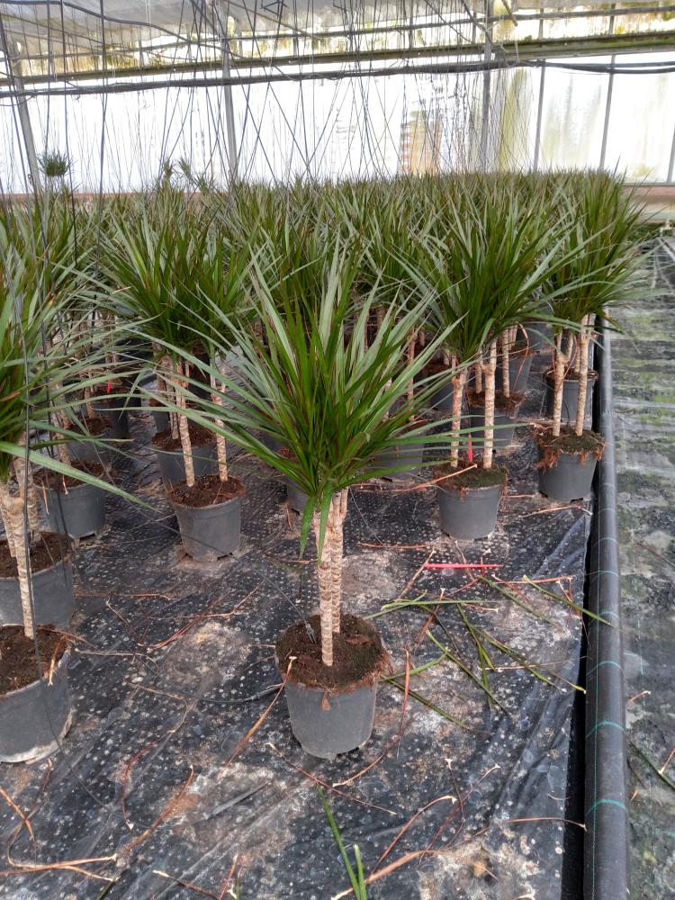 DRACAENA MARG. H30/15 VP17