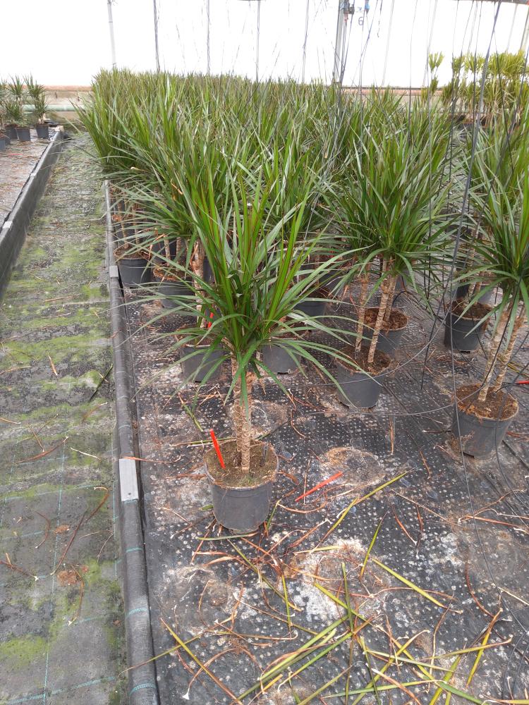 DRACAENA MARG. H30/15 VP17