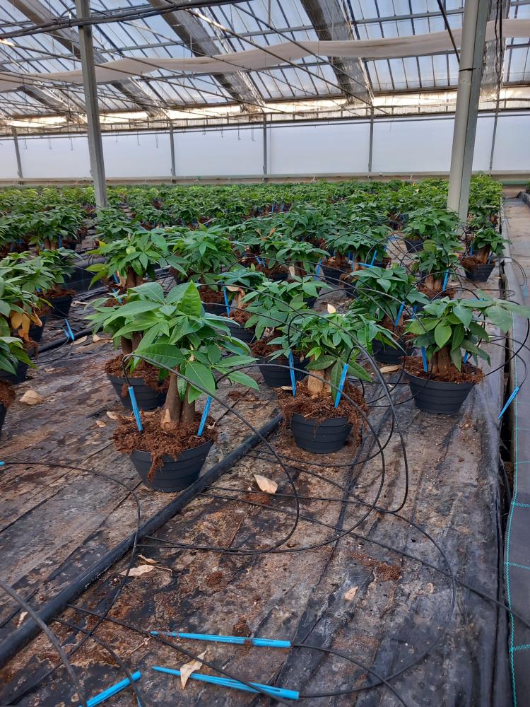 PACHIRA BONSAI 3PP CP17