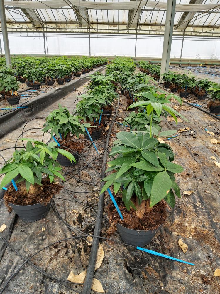 PACHIRA BONSAI 3PP CP17