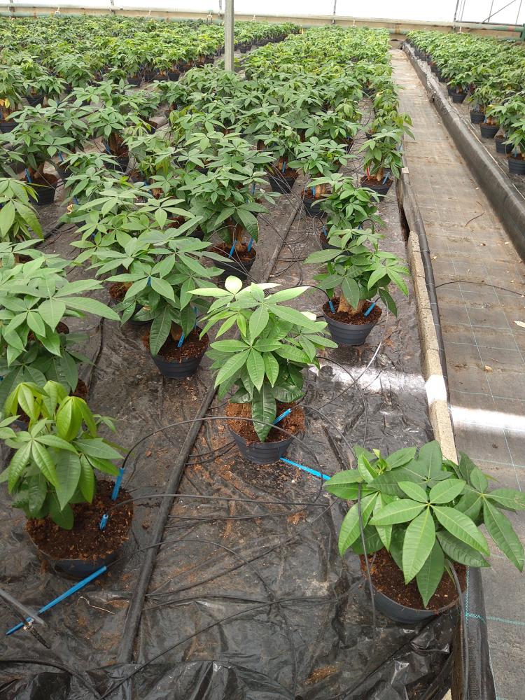 PACHIRA BONSAI 3PP CP17