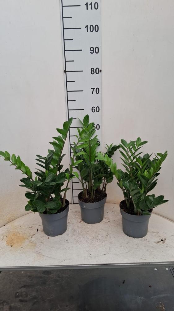 ZAMIOCULCAS VP17 H 55-75