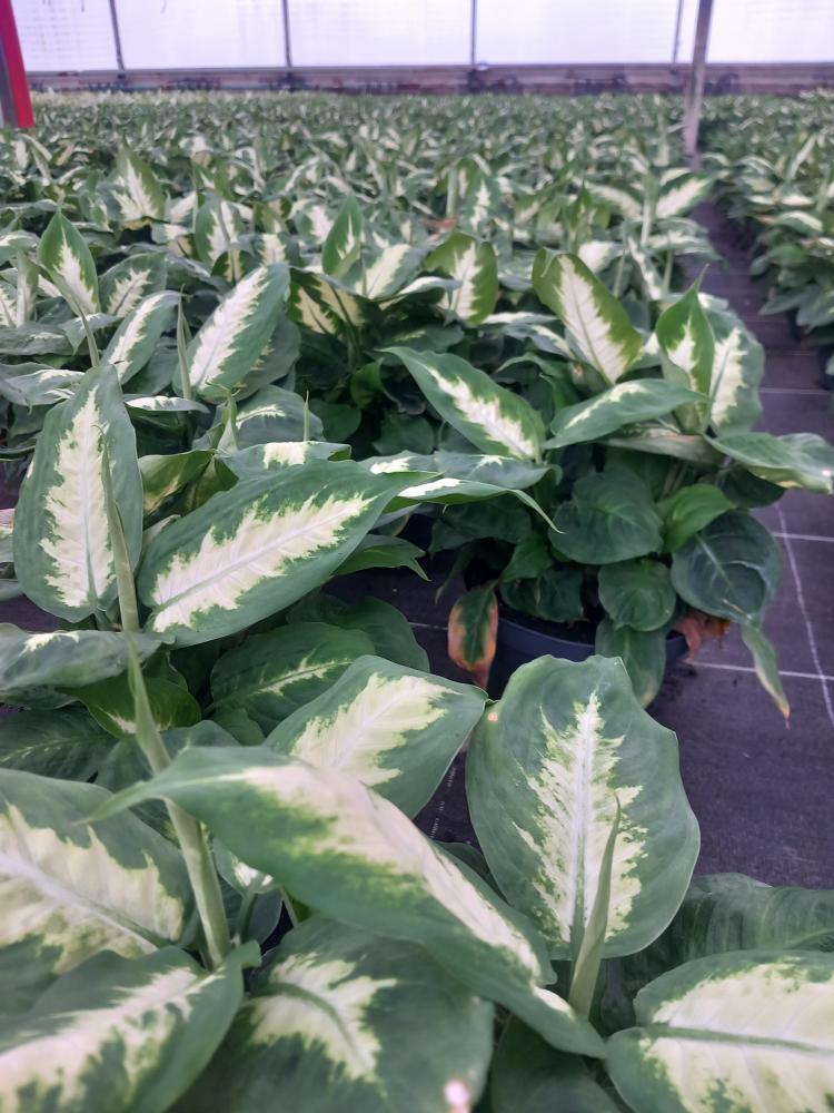 DIEFF. CAMILLA 3P CP17