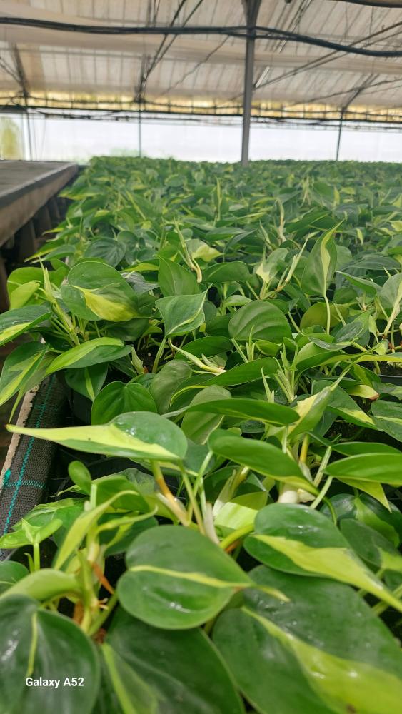 PHILODENDRON BRASIL CP17