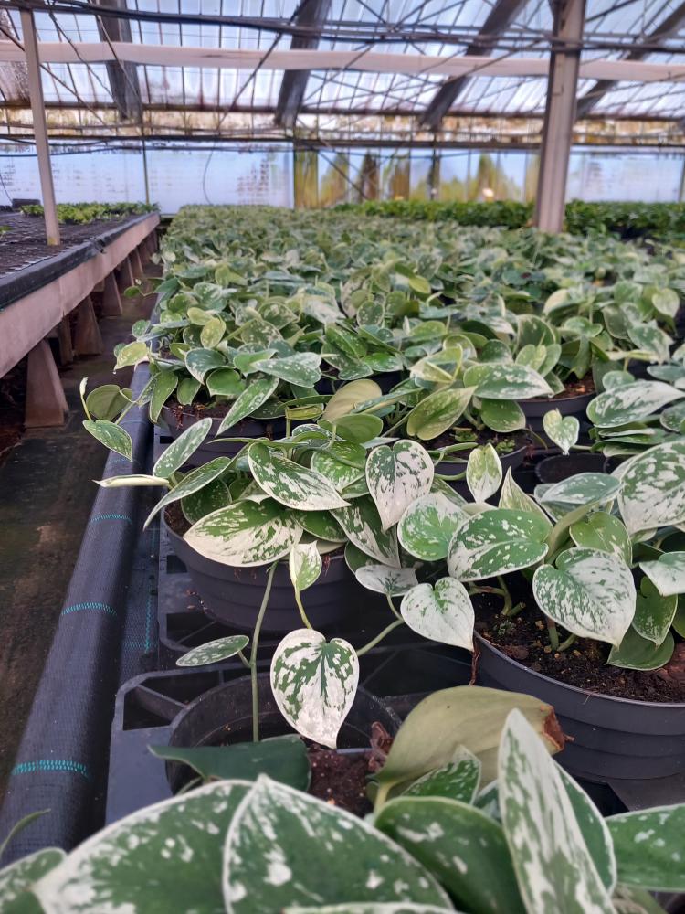 SCINDAPSUS PICTUM S. ANN CP17