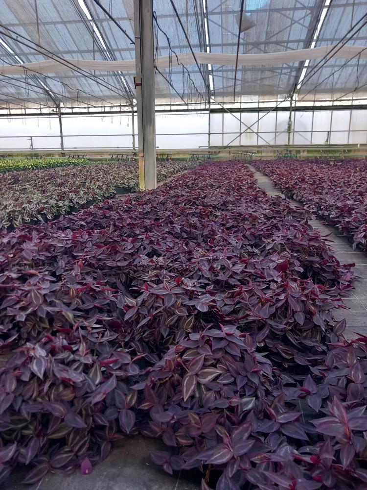 TRADESCANTIA JEWEL RED CP17