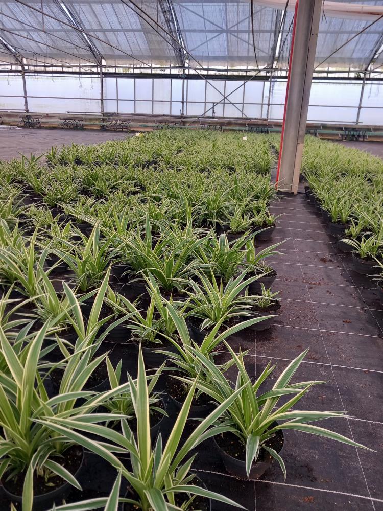 CHLOROPHYTUM VAR. CP17