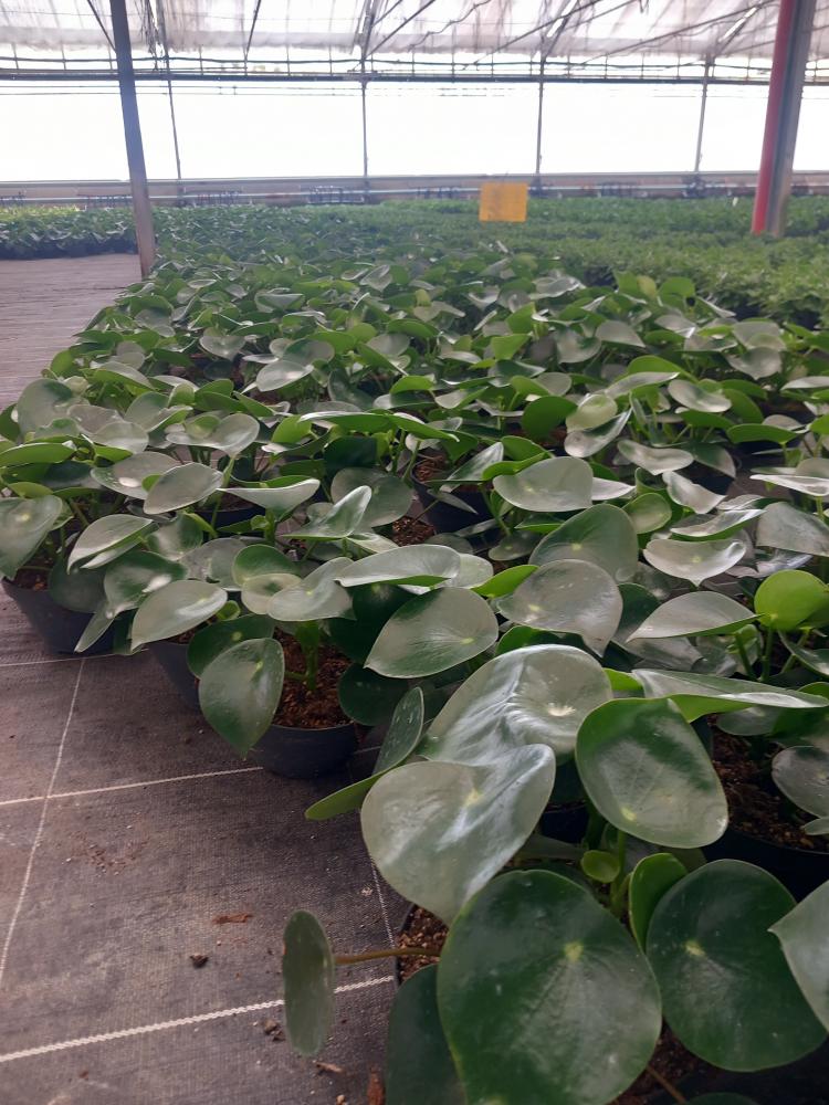 PEPEROMIA RAINDROP CP17