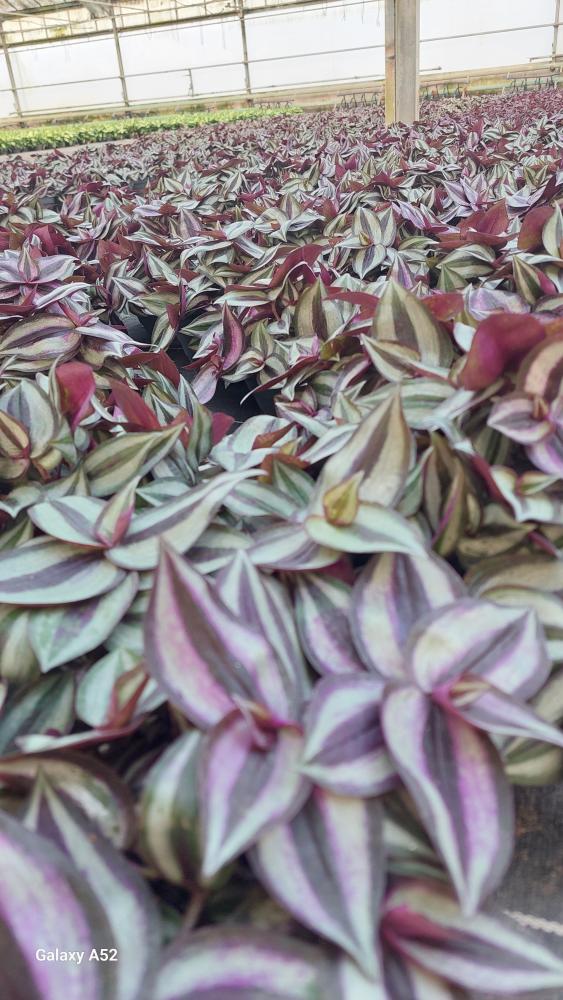 TRADESCANTIA ZEBRINA CP17