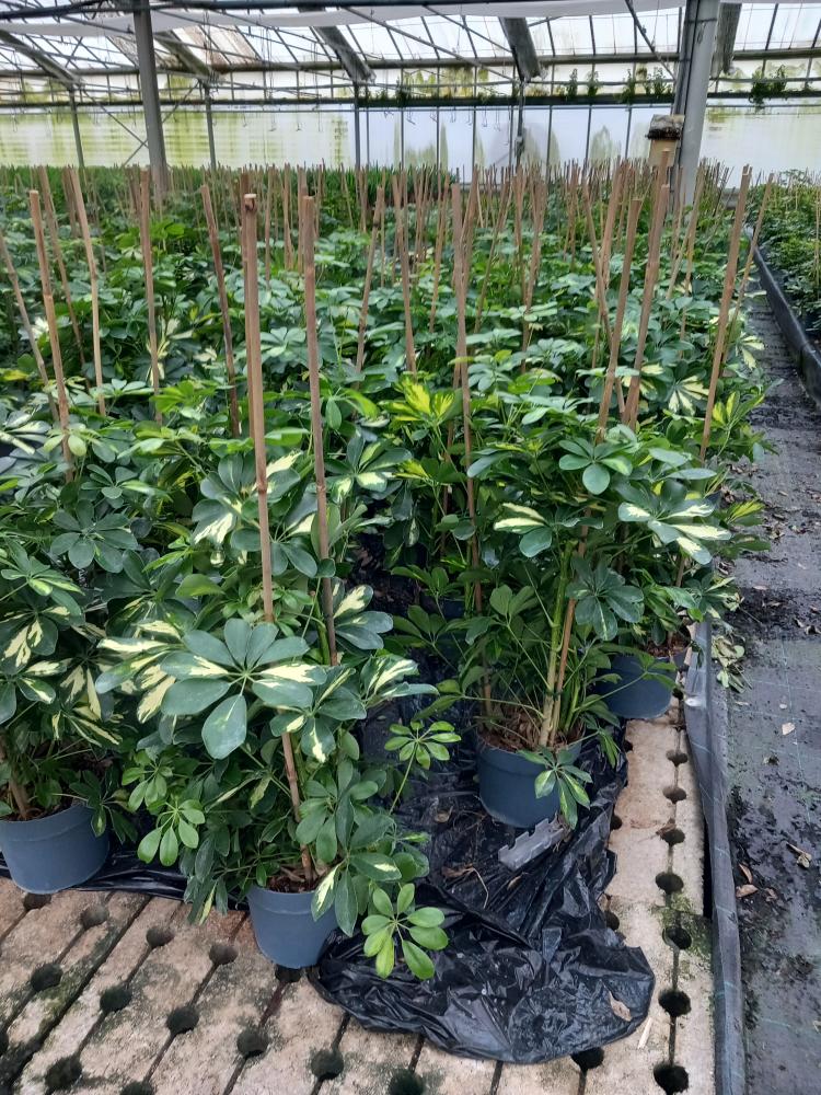 SCHEFFLERA GOLD CAPELLA 3P VP21