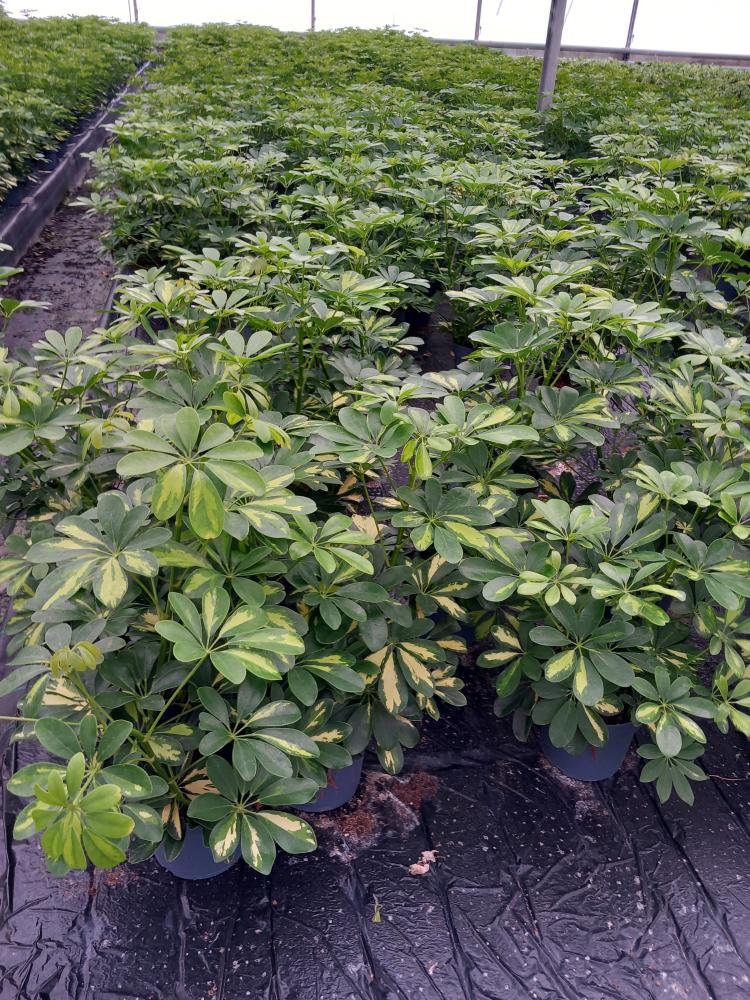 SCHEFFLERA GOLD CAPELLA 3P VP17