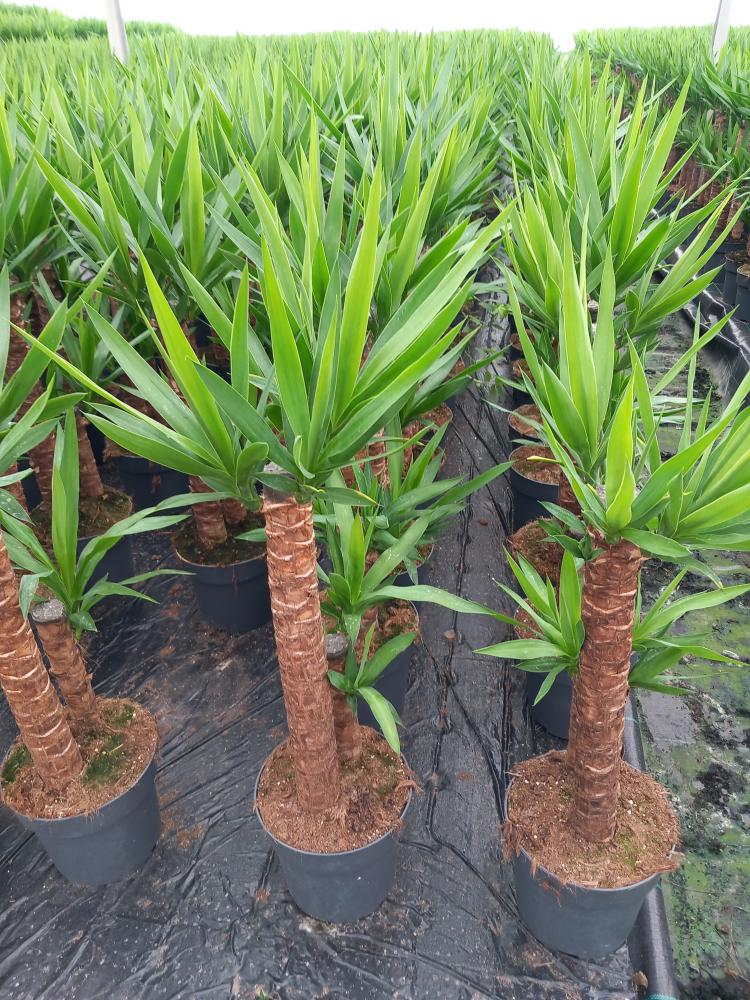YUCCA H60/30 VP21