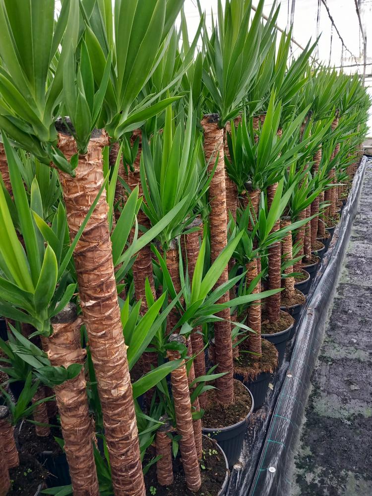 YUCCA 120/90/60/30 VP30