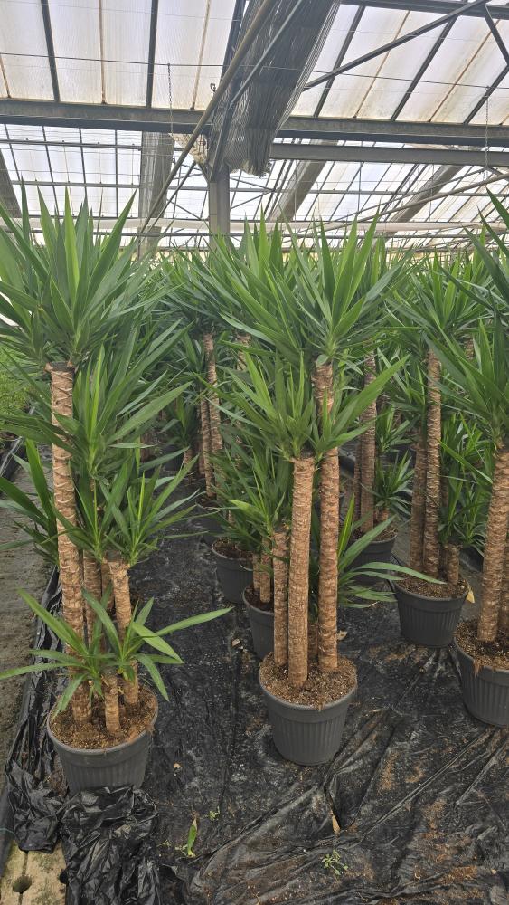 YUCCA 120/90/60/30 VP30