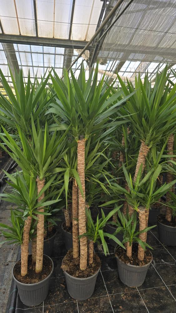 YUCCA 120/90/60/30 VP30
