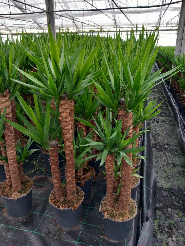 YUCCA H90/60/30 VP24