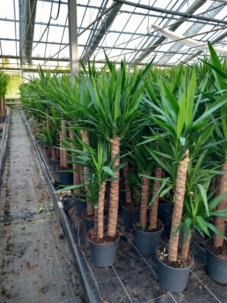 YUCCA H90/60/30 VP24