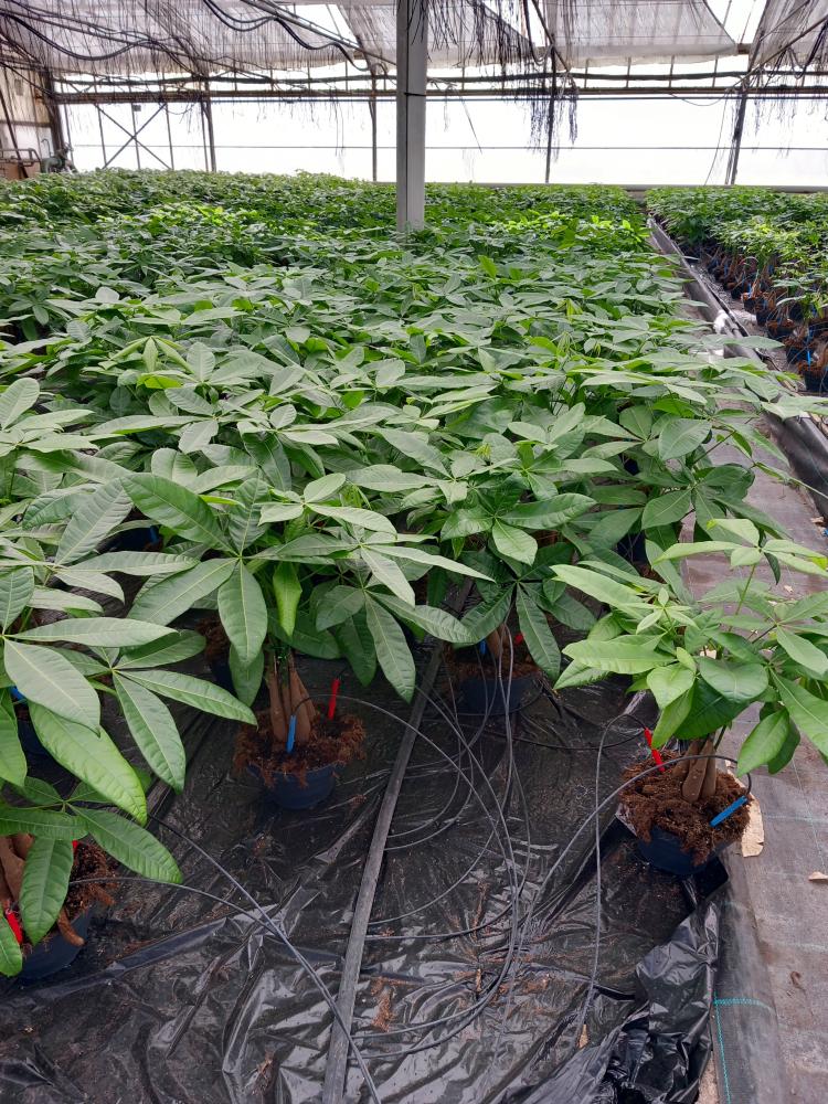 PACHIRA AQUATICA CP17