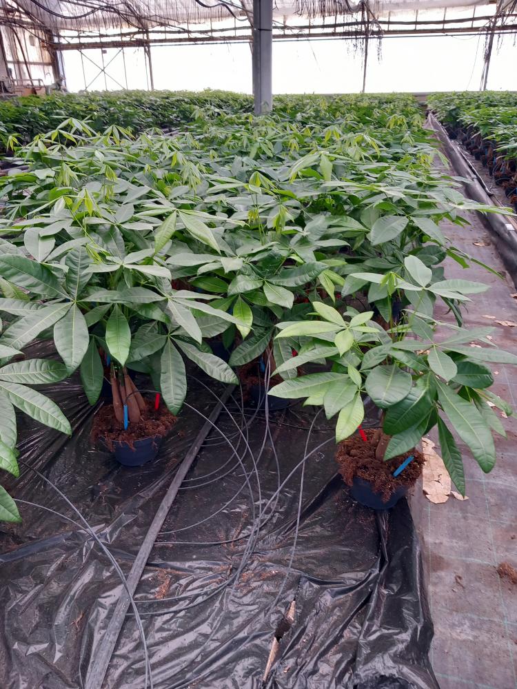 PACHIRA AQUATICA CP17