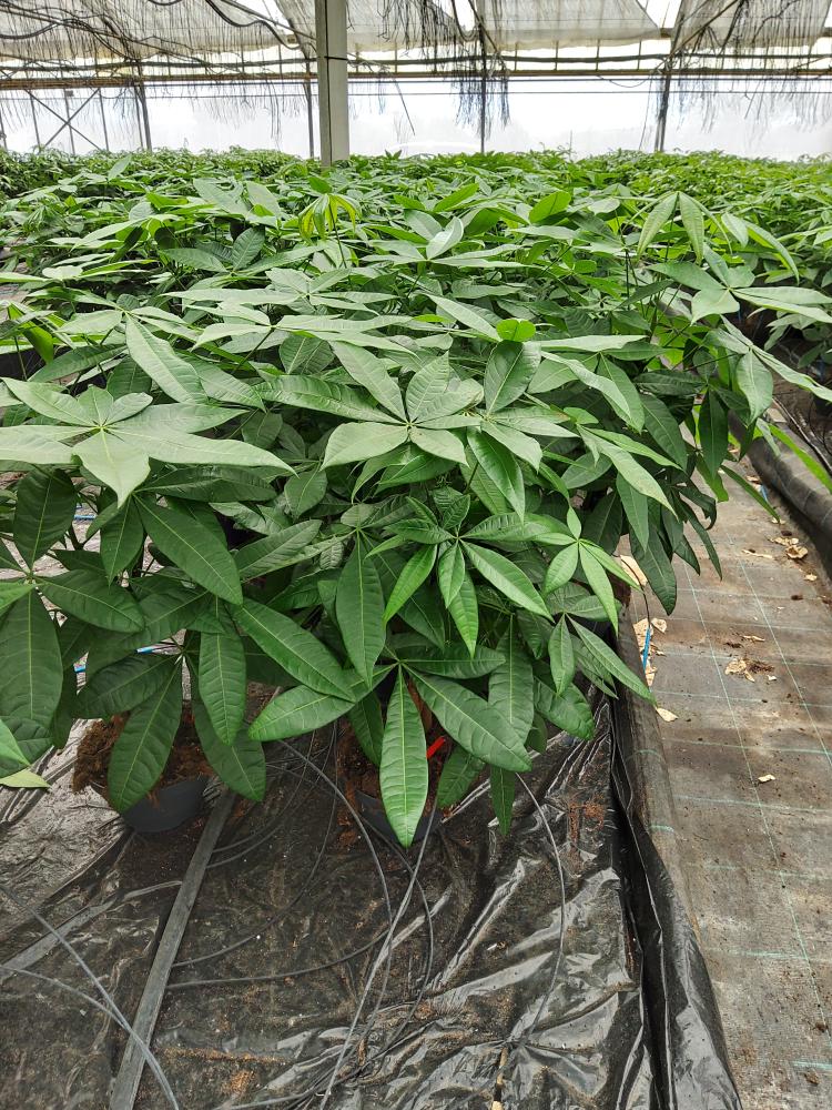 PACHIRA AQUATICA CP17