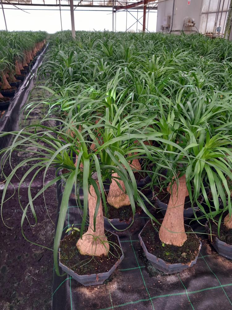 BEAUCARNEA CP26