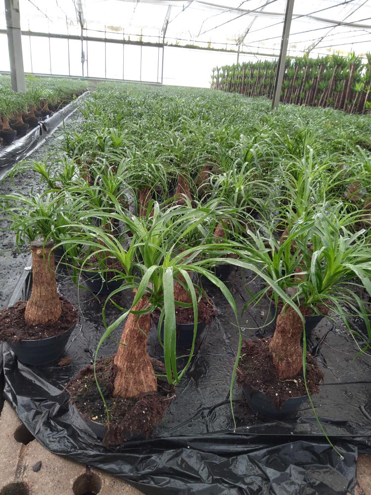 BEAUCARNEA CP17