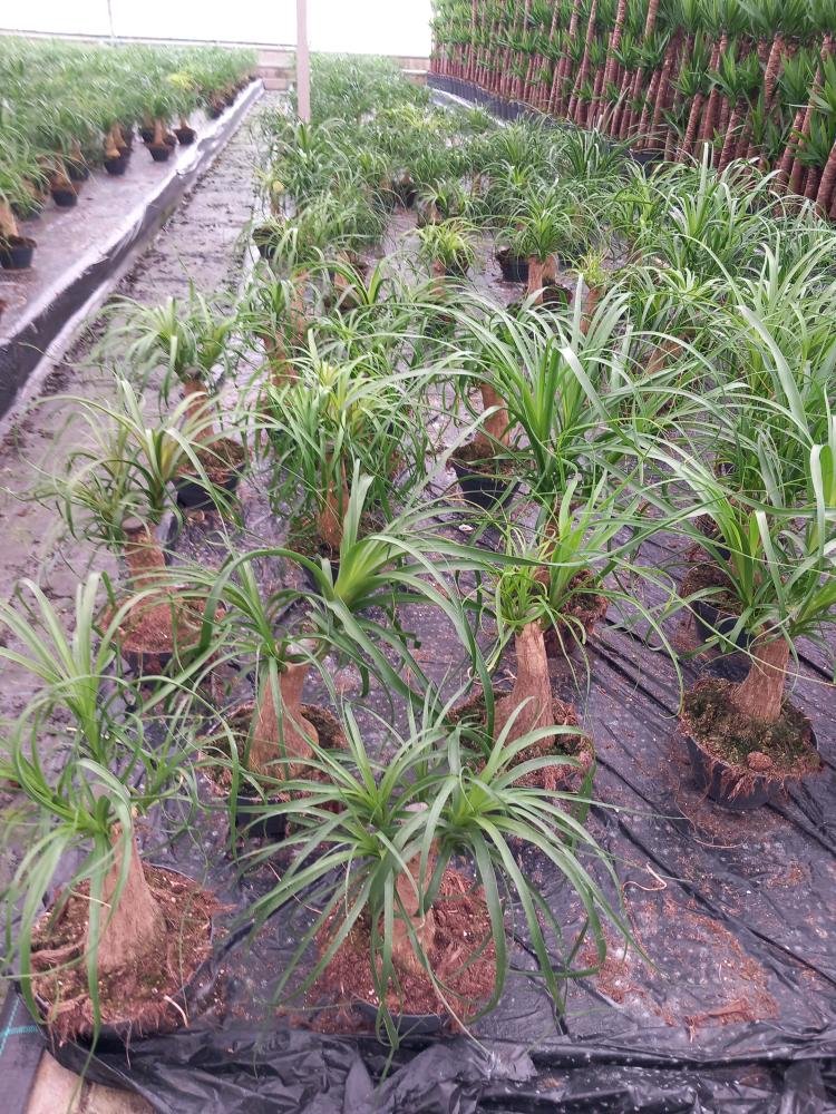 BEAUCARNEA CP17