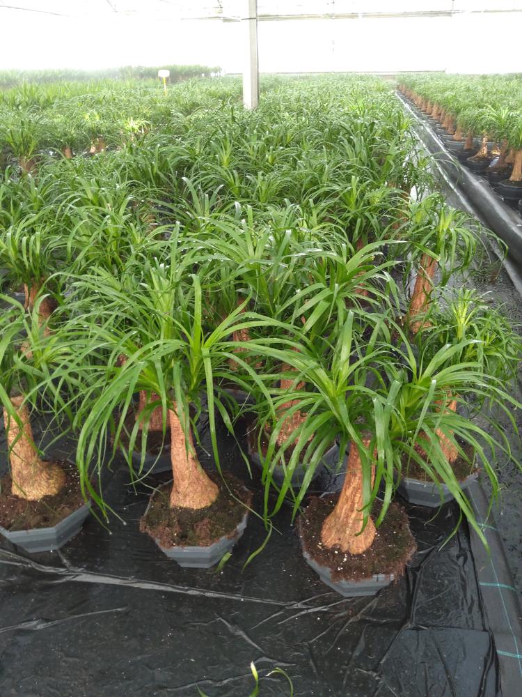 BEAUCARNEA CP22