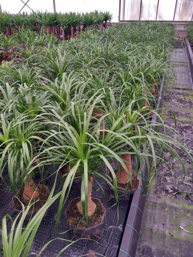 BEAUCARNEA CP22