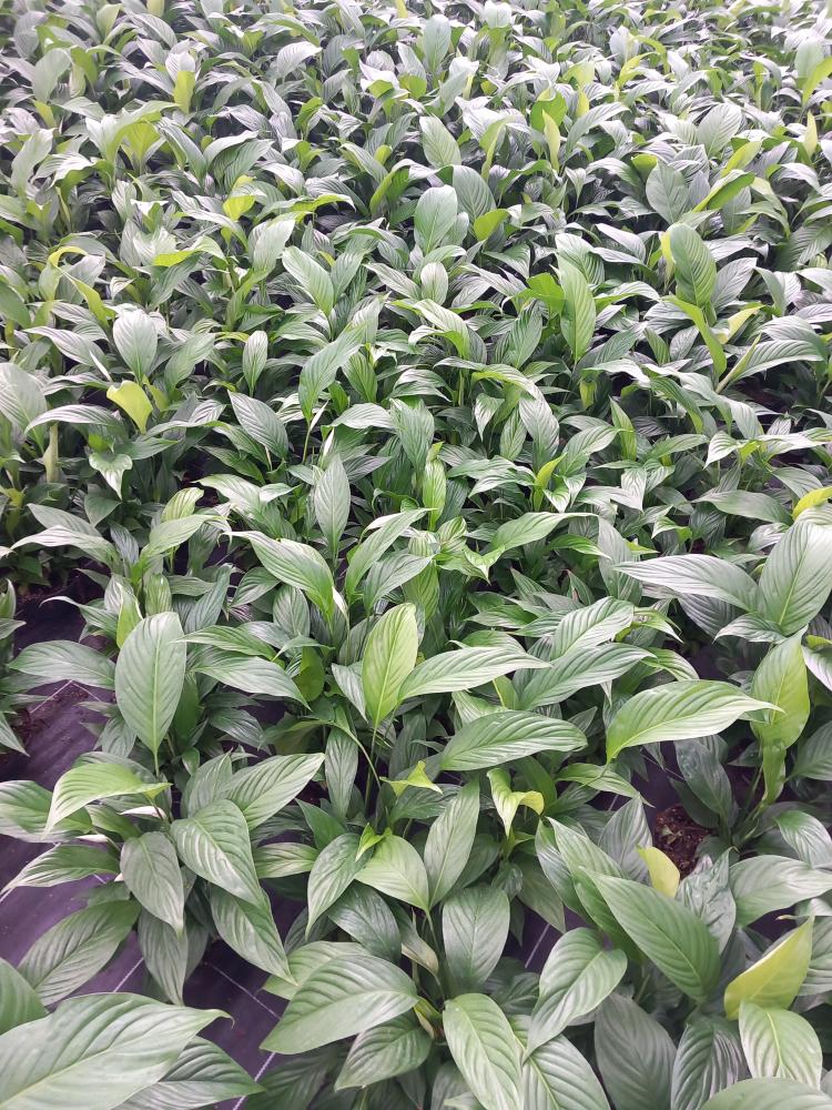 SPATIPHYLLUM PEARL CP17