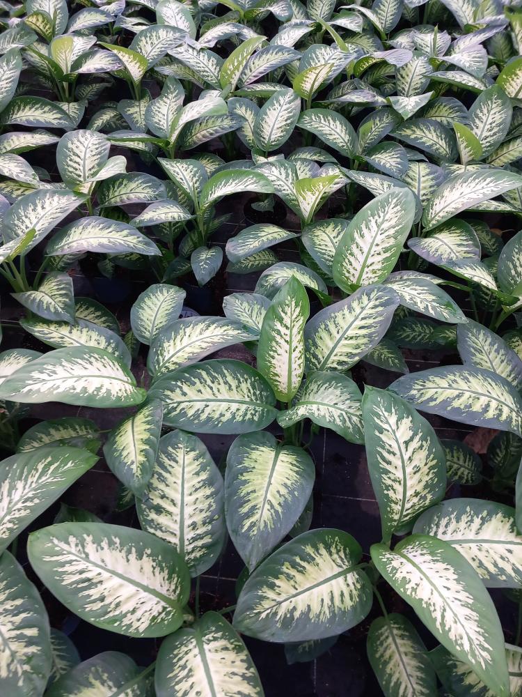 DIEFF. TROPIC SNOW 1P VP17