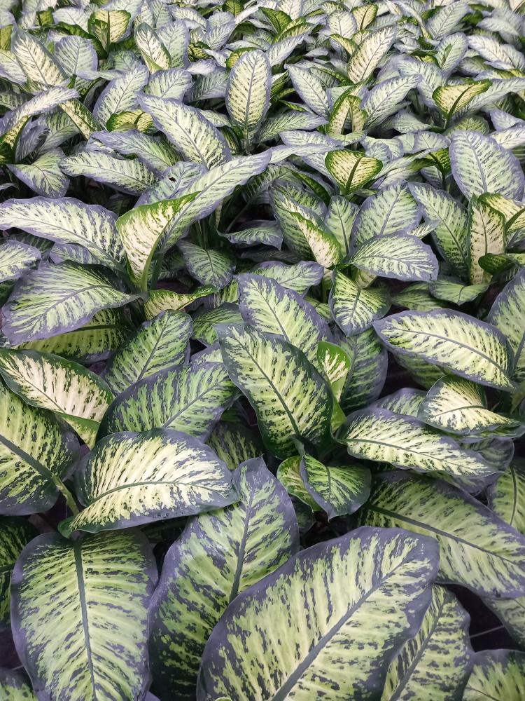 DIEFF. TROPIC YELLOW 2P VP21