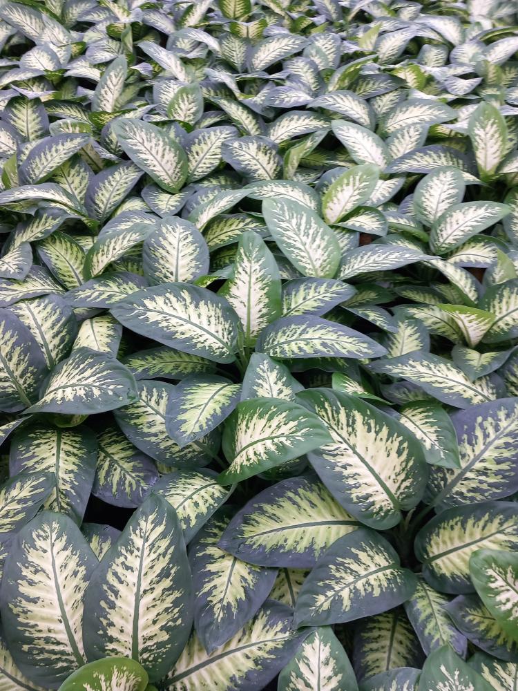 DIEFF. TROPIC SNOW 2P VP17