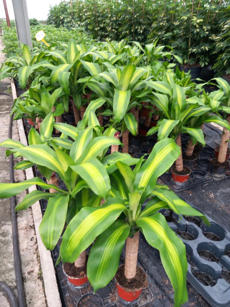 DRACAENA MESS. VP12 H30