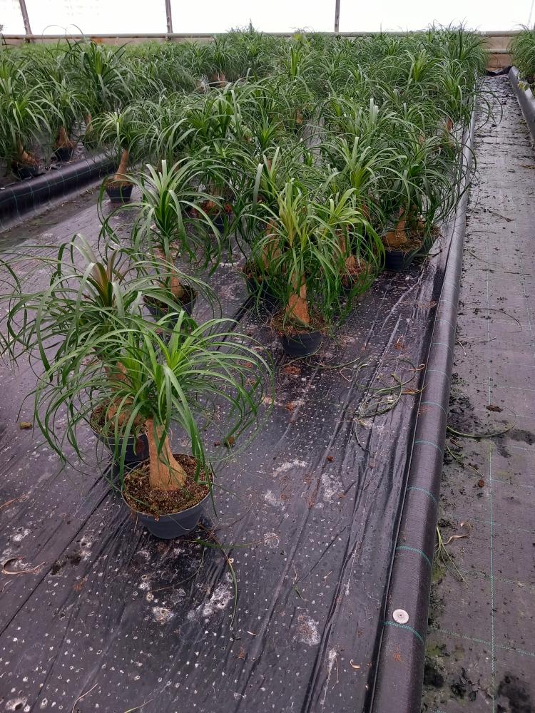 BEAUCARNEA CP17