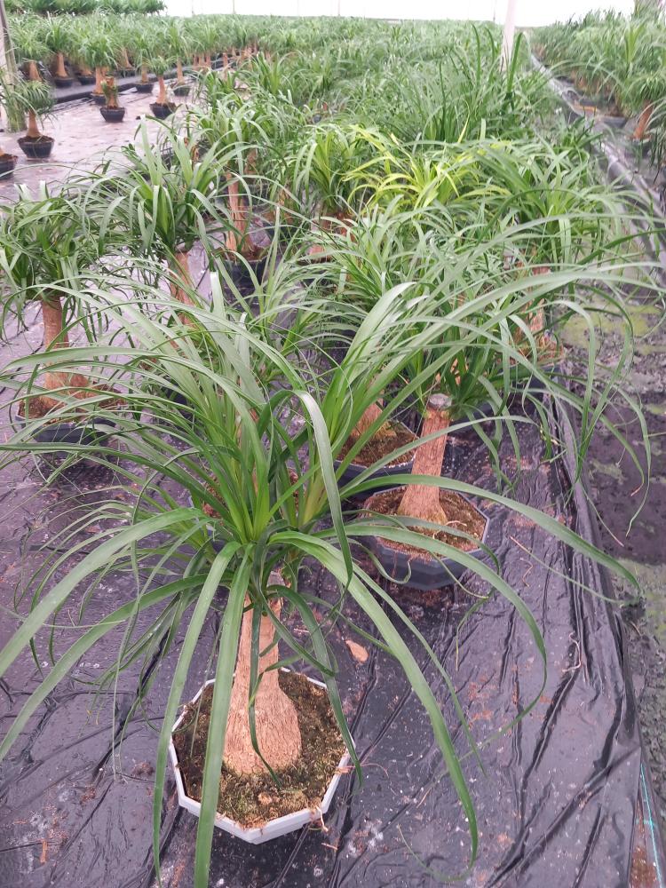 BEAUCARNEA CP22