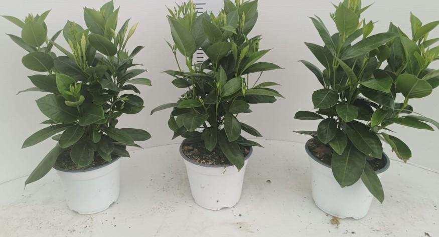 DIPLADENIA WHITE