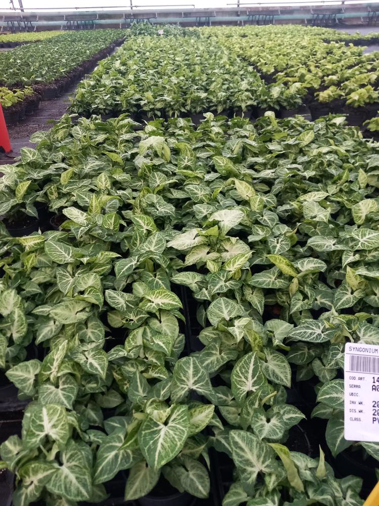 SYNGONIUM ARROW VP12