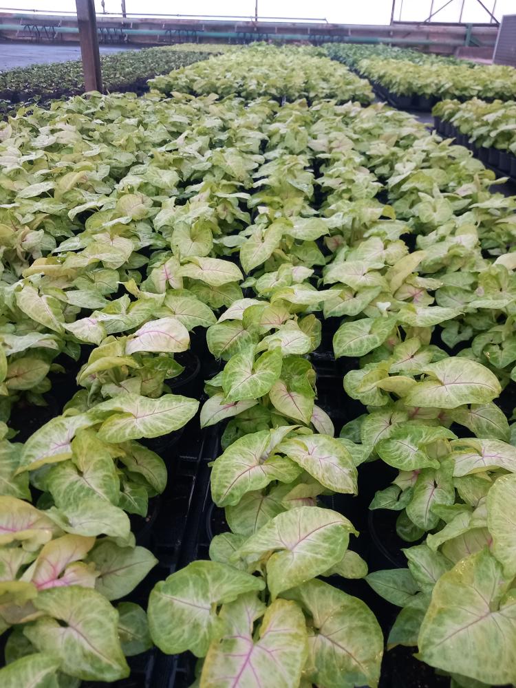 SYNGONIUM GOLDEN ALLUSION VP12