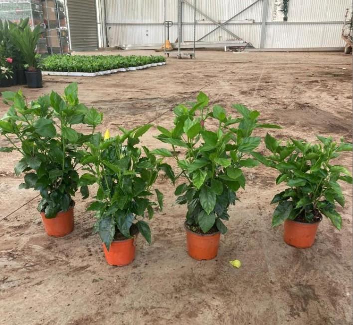 HIBISCUS CESPUGLIO VP14