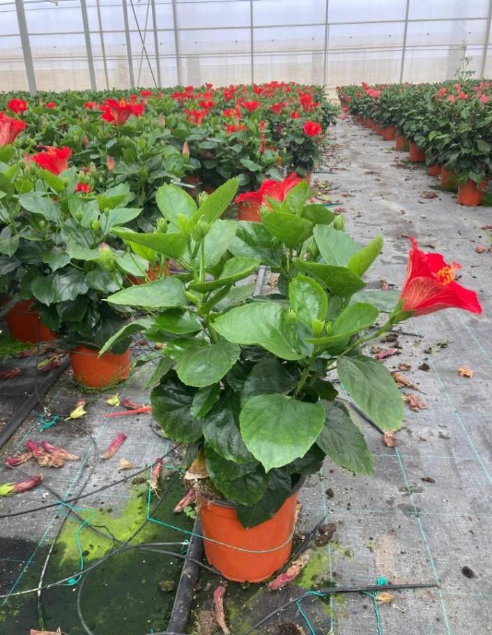 HIBISCUS CESPUGLIO VP17