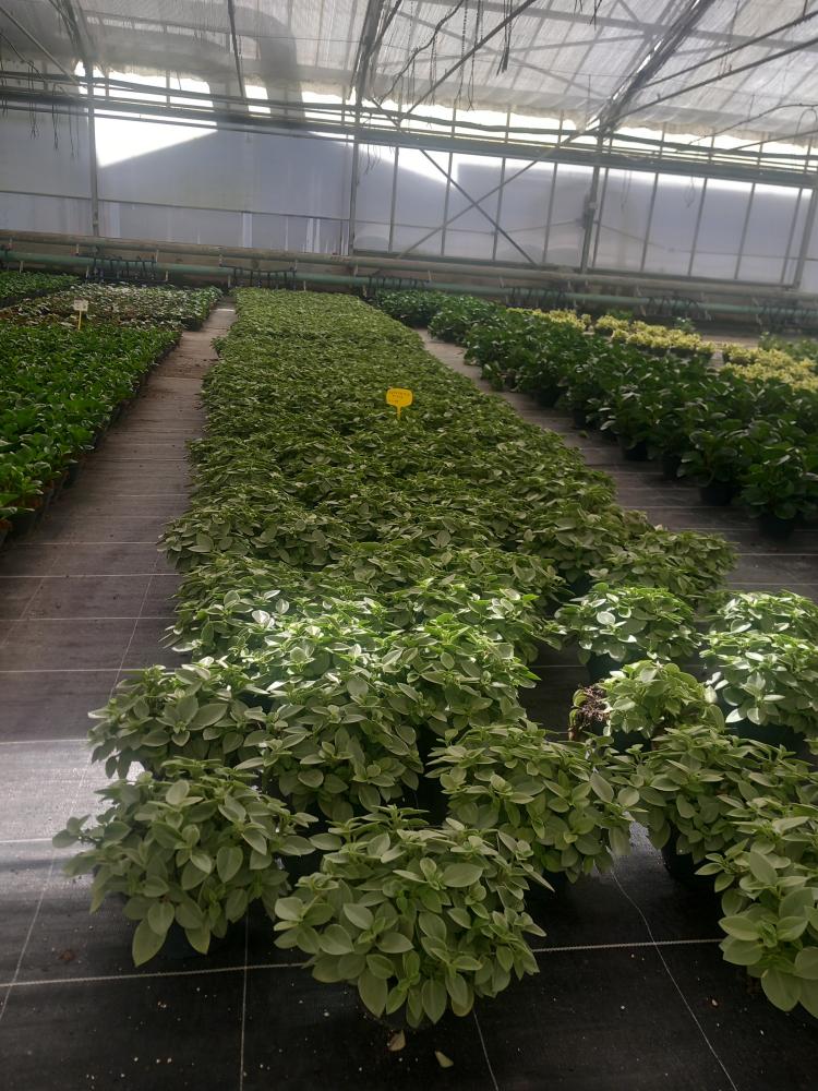 PEPEROMIA PIXIE MIX CP17