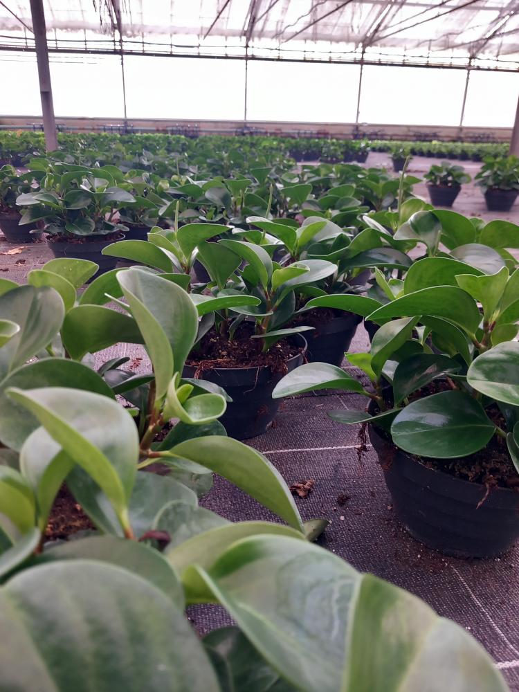 PEPEROMIA OBT. GREEN CP17