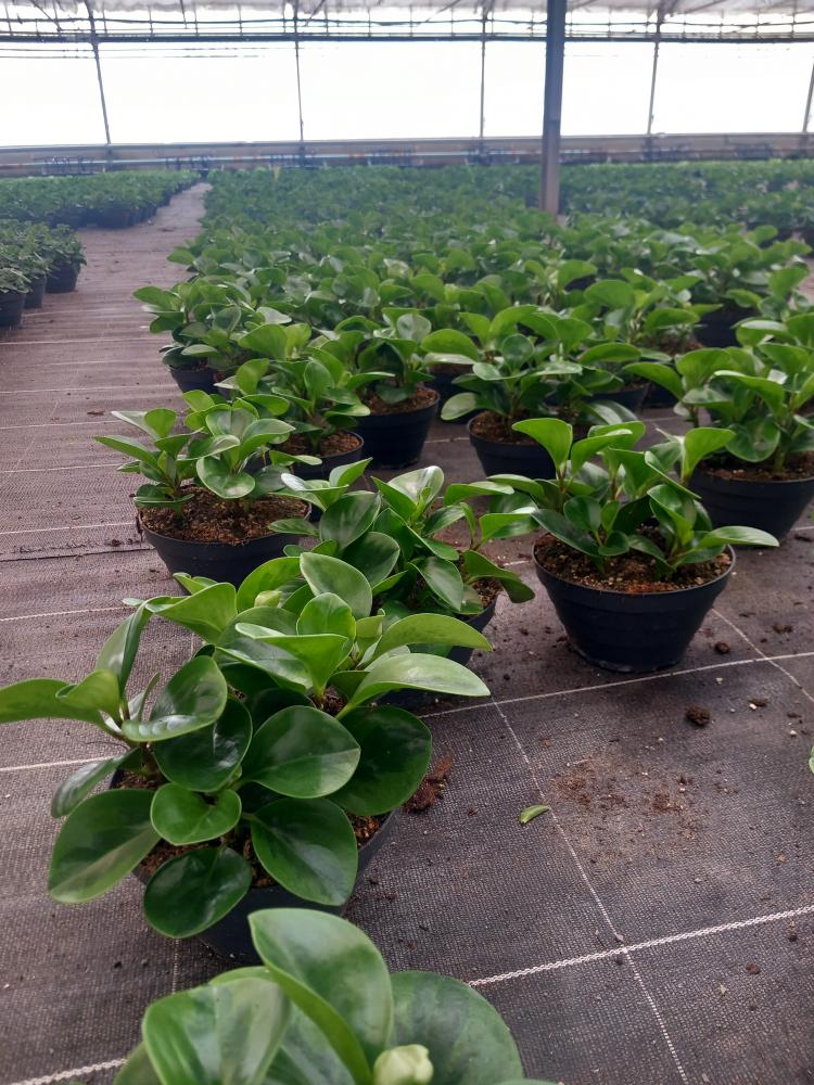 PEPEROMIA EMILY CP17