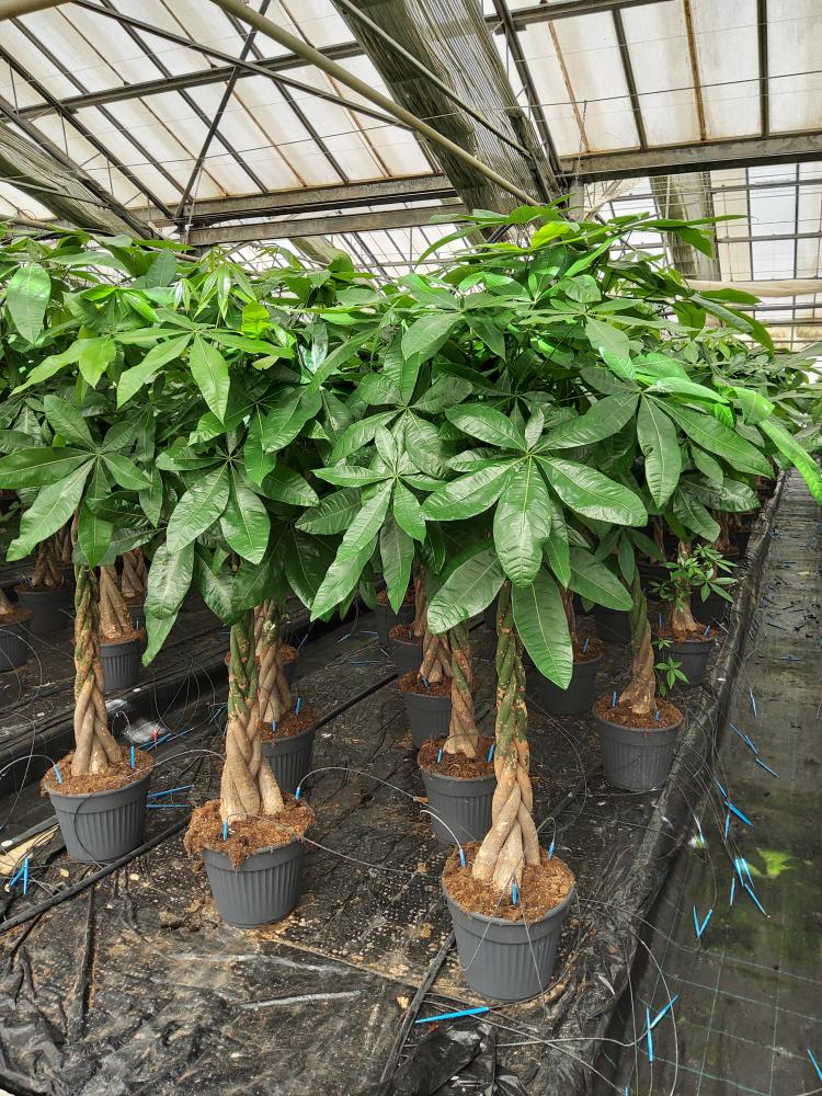 PACHIRA AQUATICA VP30