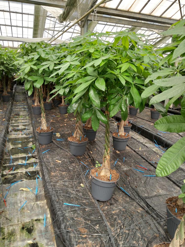 PACHIRA AQUATICA VP30